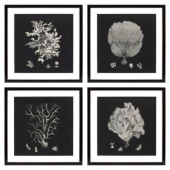 Grafika Black & Tan Corals zestaw 4 szt. Eichholtz - My Honey Home