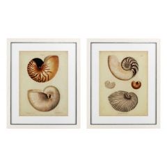 Grafika Antique Nautilus zestaw 2 szt Eichholtz - My Honey Home