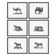 Grafika Historical Animals zestaw 6 szt. Eichholtz - My Honey Home